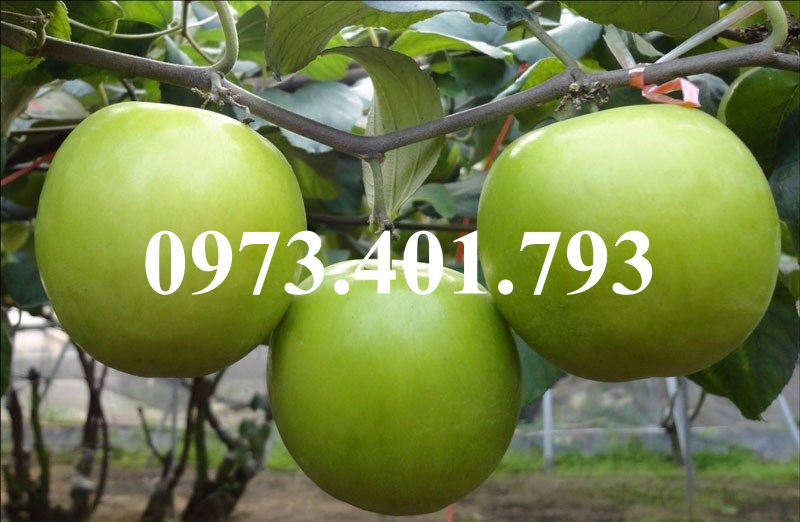 CÂY GIỐNG TÁO LÊ ĐÀI LOAN